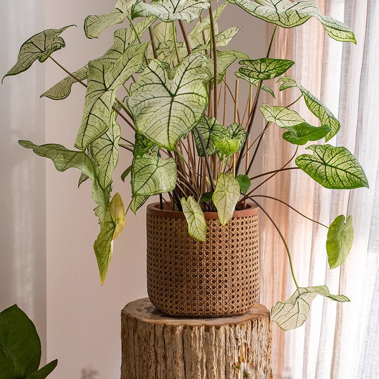 Rattan Texture Cement Planter - Medium -