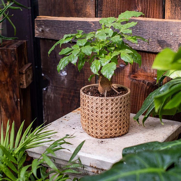 Rattan Texture Cement Planter - -