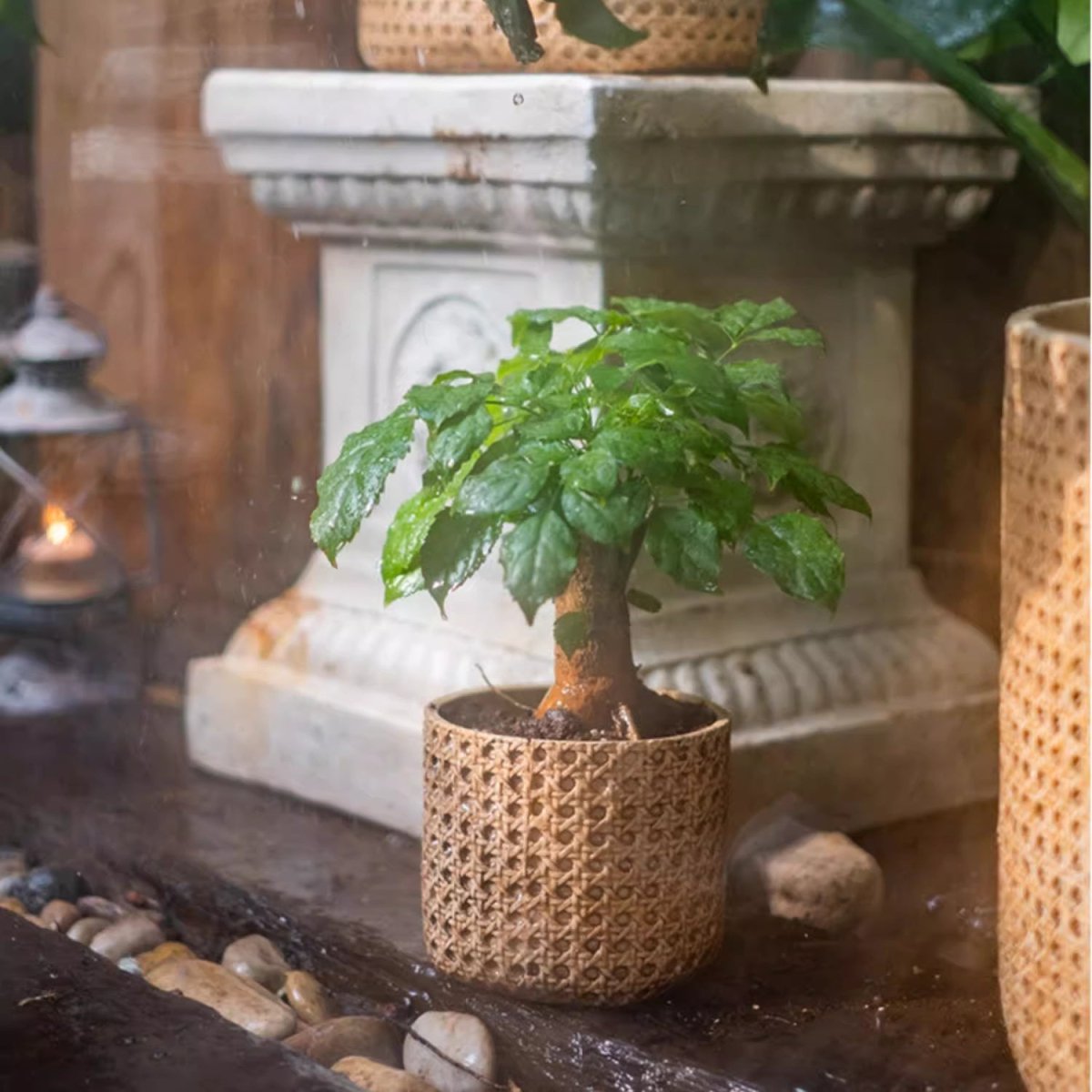 Rattan Texture Cement Planter - -