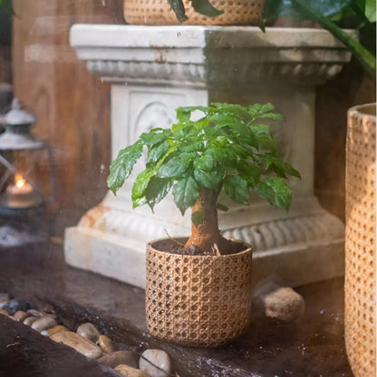 Rattan Texture Cement Planter - -