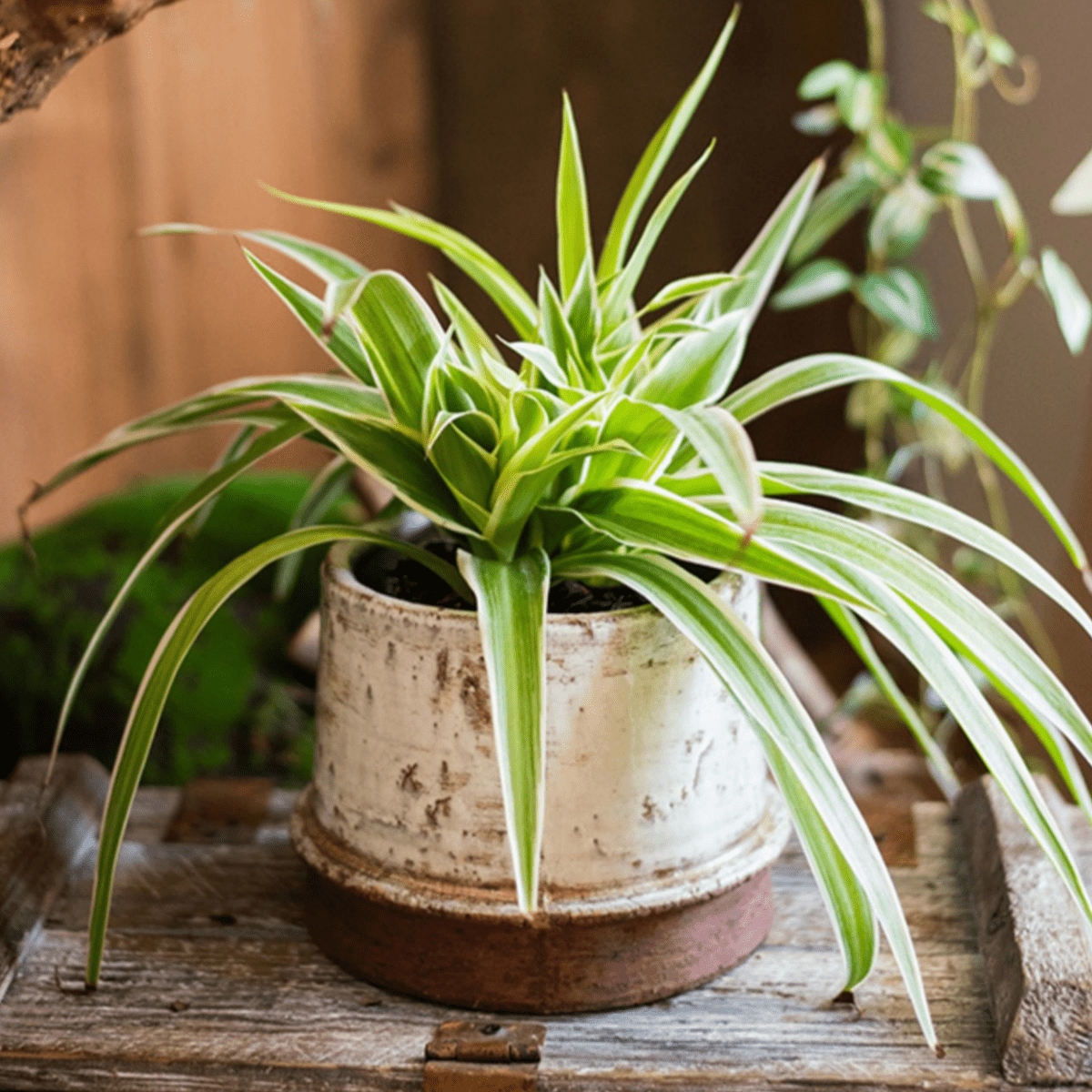 Restoration Ceramic Planter Vase - -