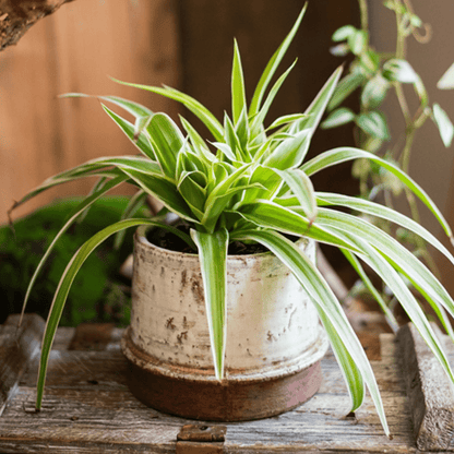 Restoration Ceramic Planter Vase - -