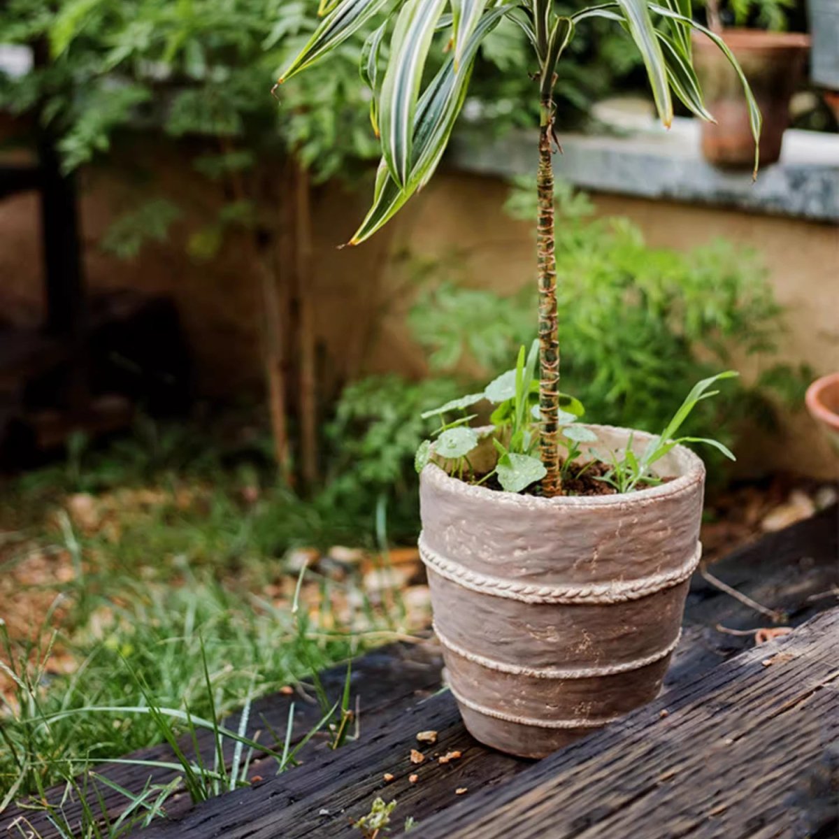 Tasha Red Terracotta Planter - -