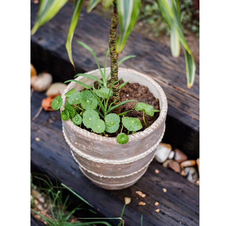 Tasha Red Terracotta Planter - -