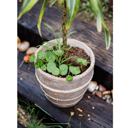 Tasha Red Terracotta Planter - -