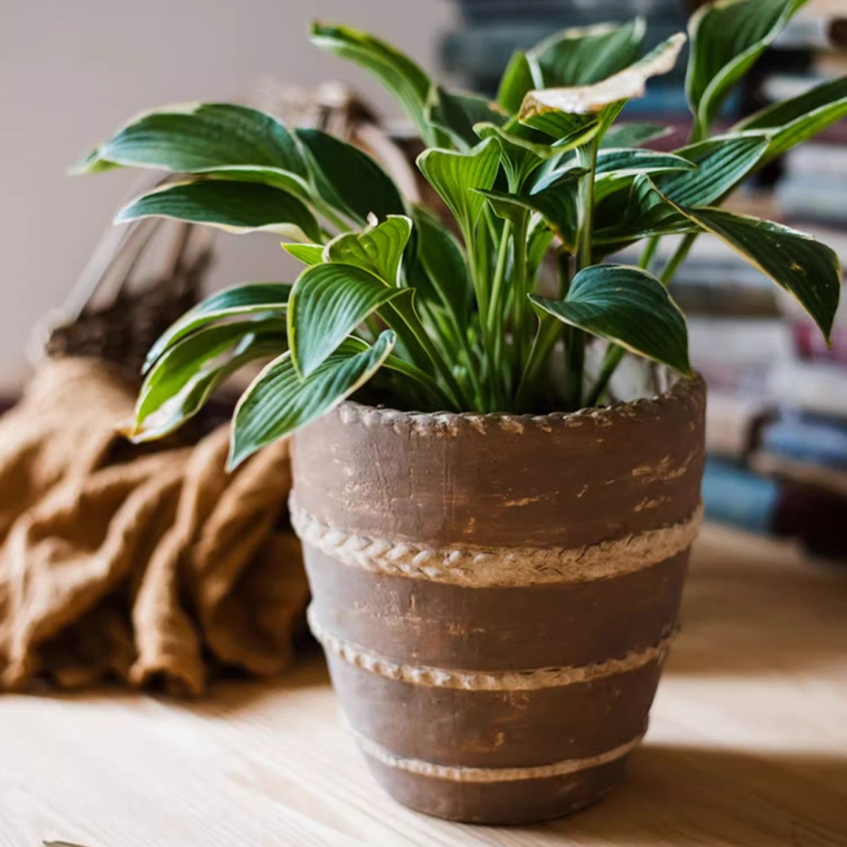Tasha Red Terracotta Planter - -