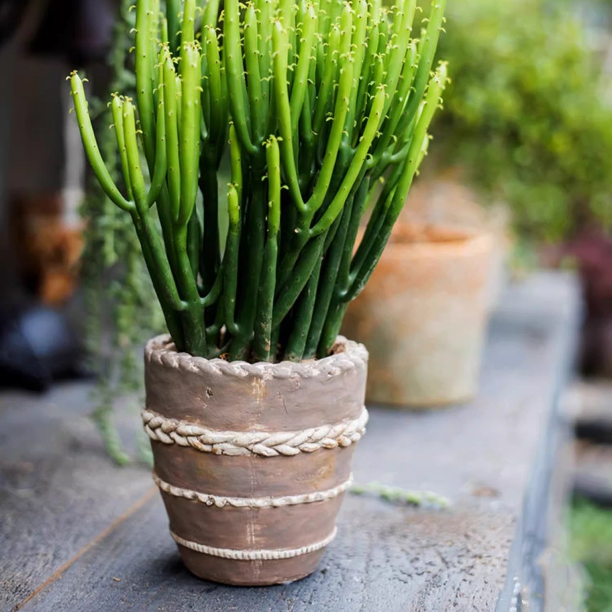 Tasha Red Terracotta Planter - -