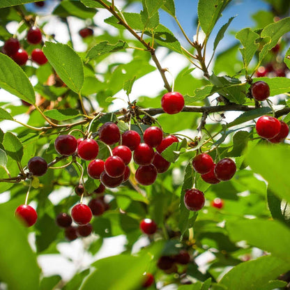 Romeo and Juliet Cherry Trees - - Plant