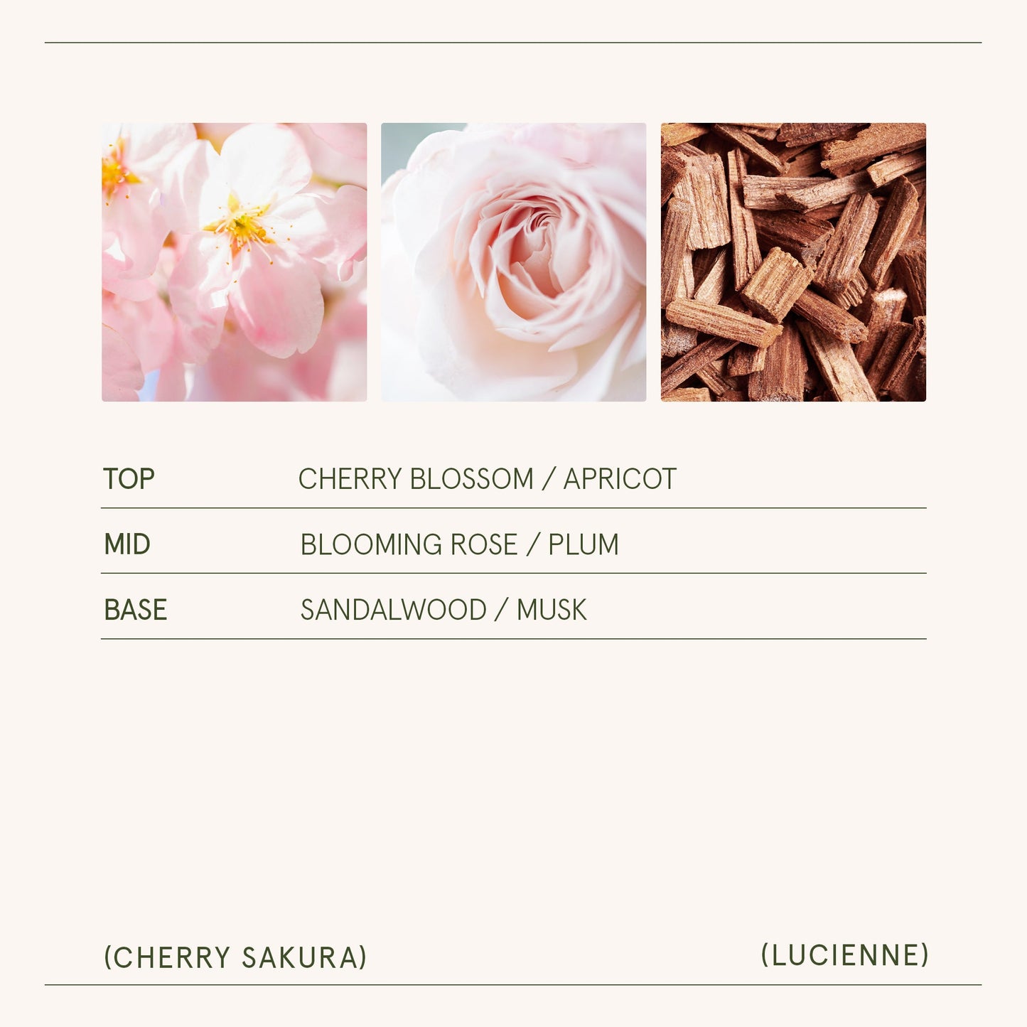 Lucienne - Cherry Sakura Candle - - candle