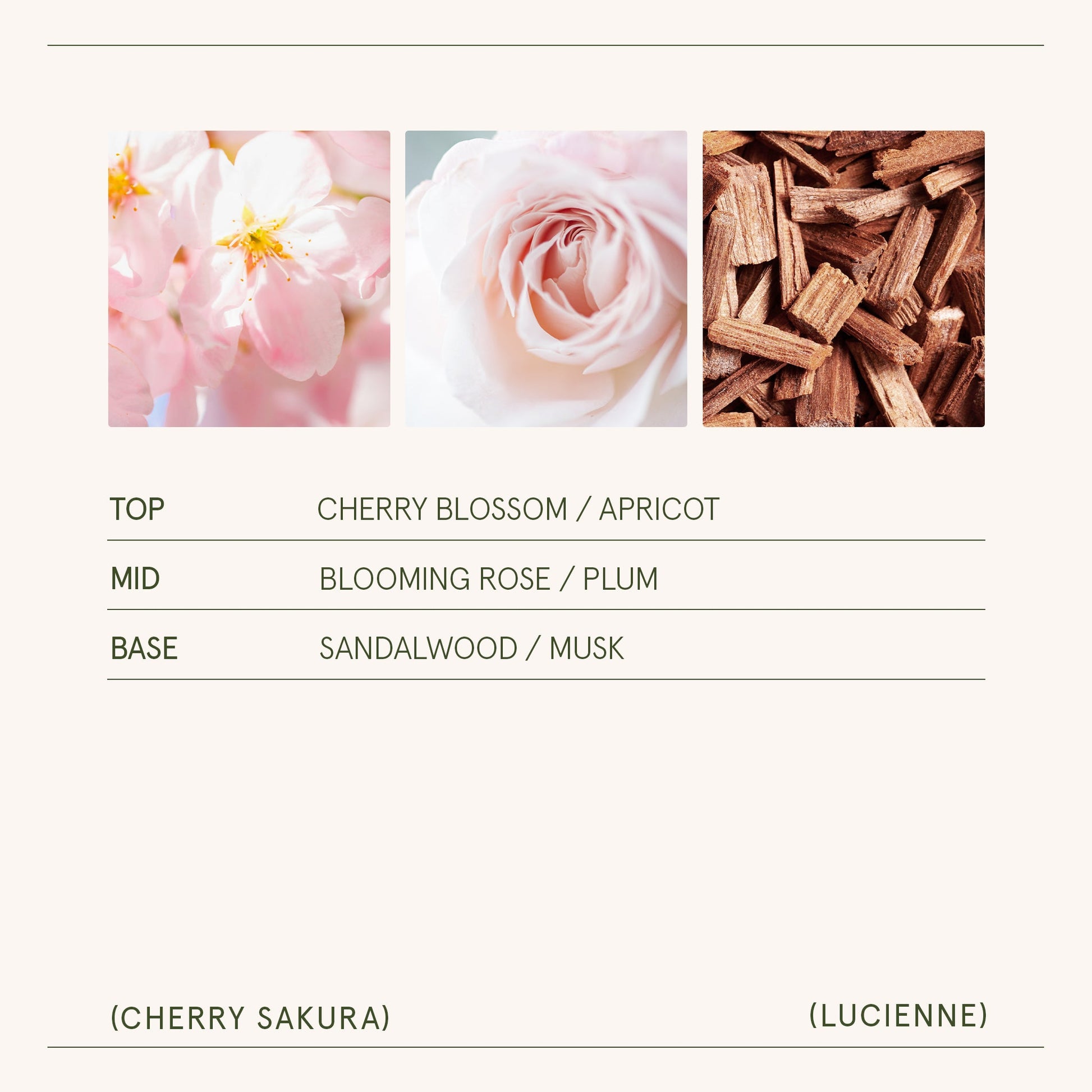 Lucienne - Cherry Sakura Candle - - candle