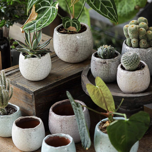 Crackle Glazed Succulent Pot Randomly Picked Set of 5 - - planter