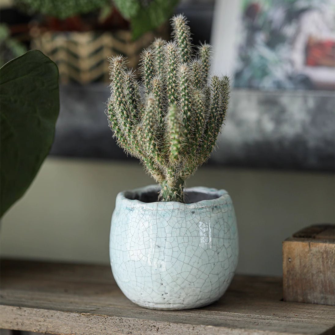 Crackle Glazed Succulent Pot Randomly Picked Set of 5 - -