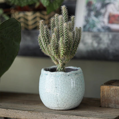 Crackle Glazed Succulent Pot Randomly Picked Set of 5 - -