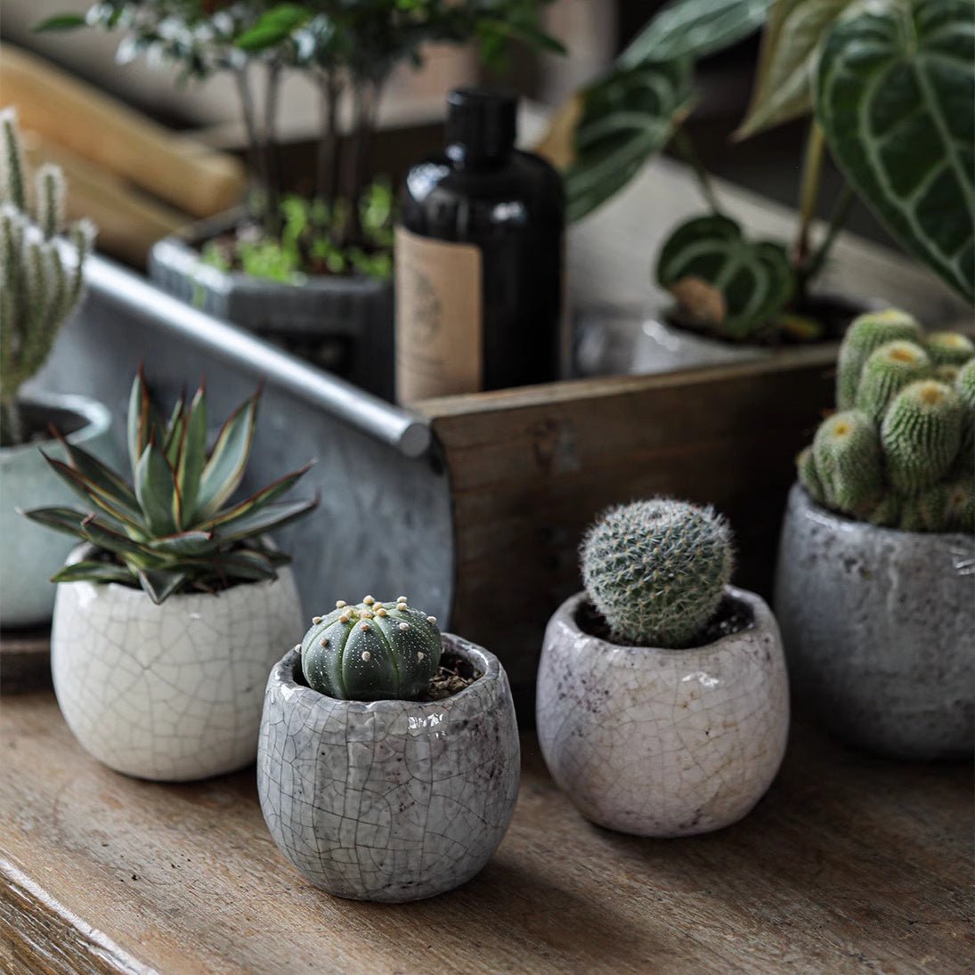 Crackle Glazed Succulent Pot Randomly Picked Set of 5 - -