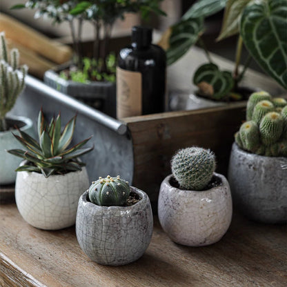 Crackle Glazed Succulent Pot Randomly Picked Set of 5 - -