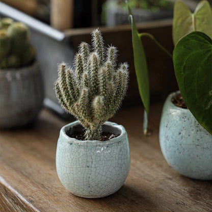 Crackle Glazed Succulent Pot Randomly Picked Set of 5 - -