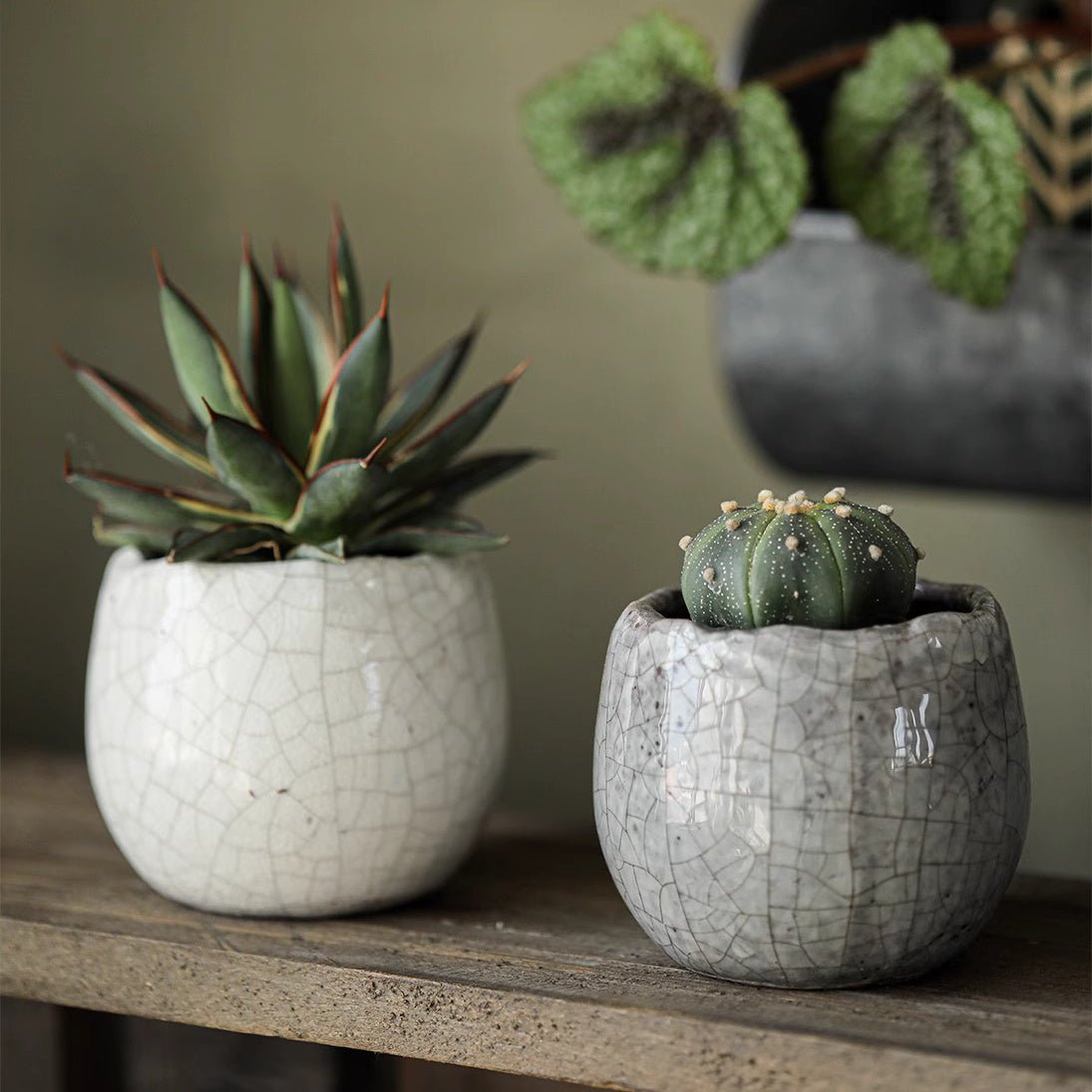 Crackle Glazed Succulent Pot Randomly Picked Set of 5 - -