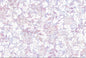 Plant Floral Wallpaper Kia Day Design