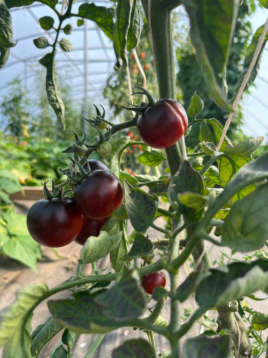 Dances With Smurfs, Tomato - - Seeds