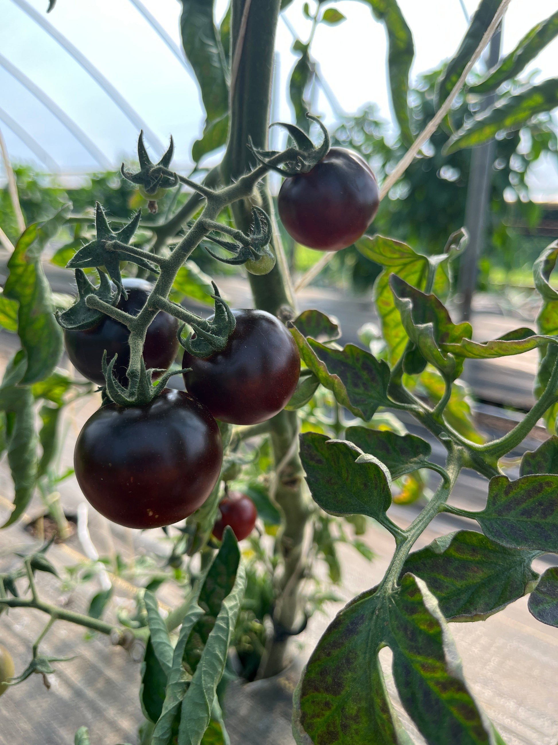 Dances With Smurfs, Tomato - - Seeds