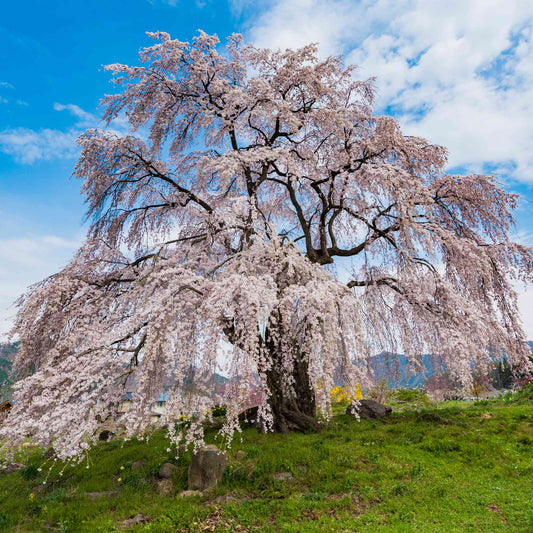 Weeping Yoshino Flowering Cherry - - Plant