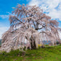Weeping Yoshino Flowering Cherry - - Plant