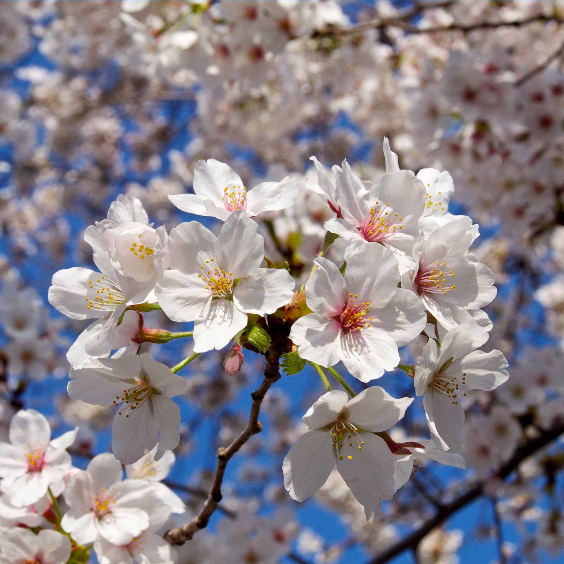 Weeping Yoshino Flowering Cherry - - Plant