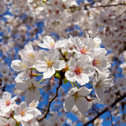 Weeping Yoshino Flowering Cherry - - Plant
