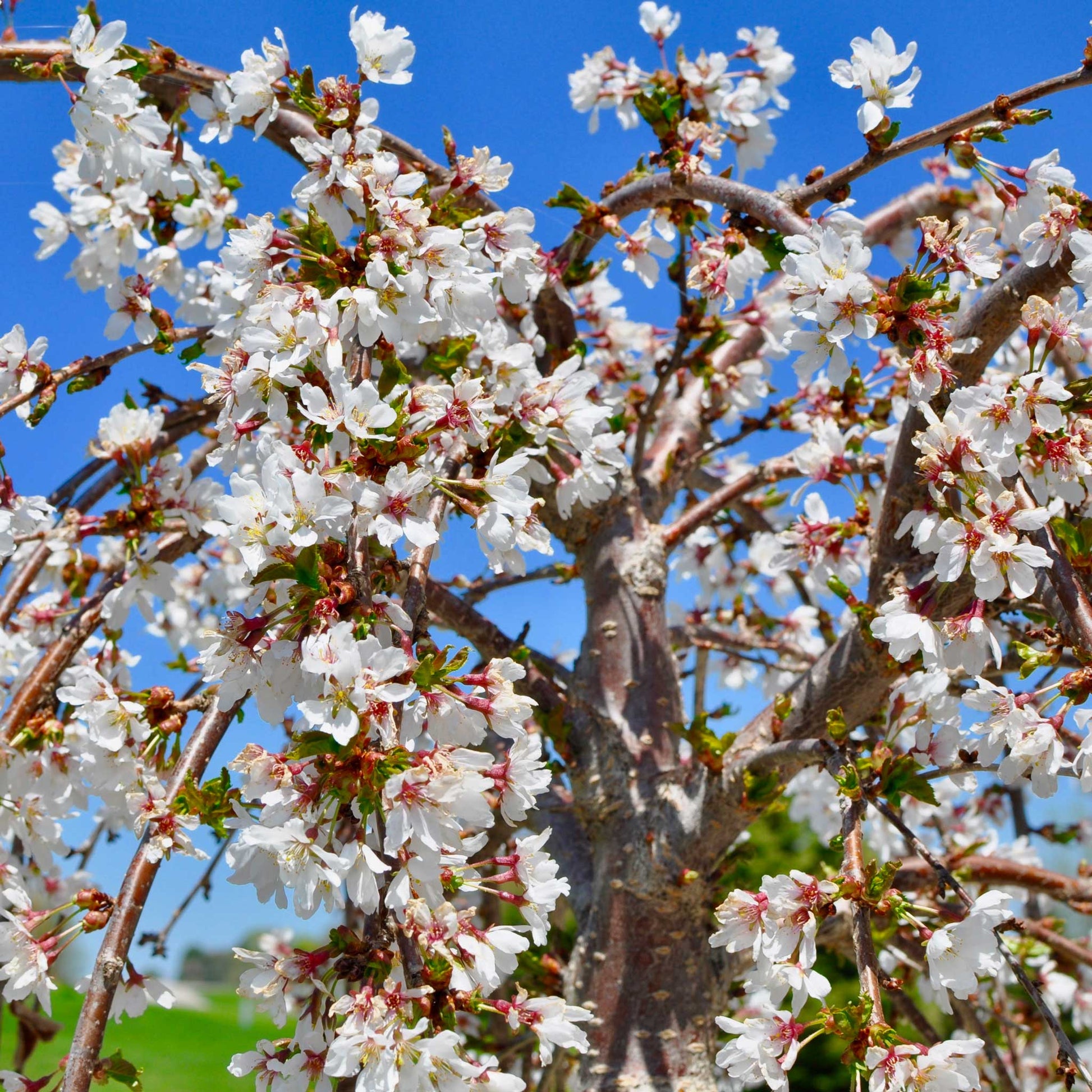 Weeping Yoshino Flowering Cherry - - Plant