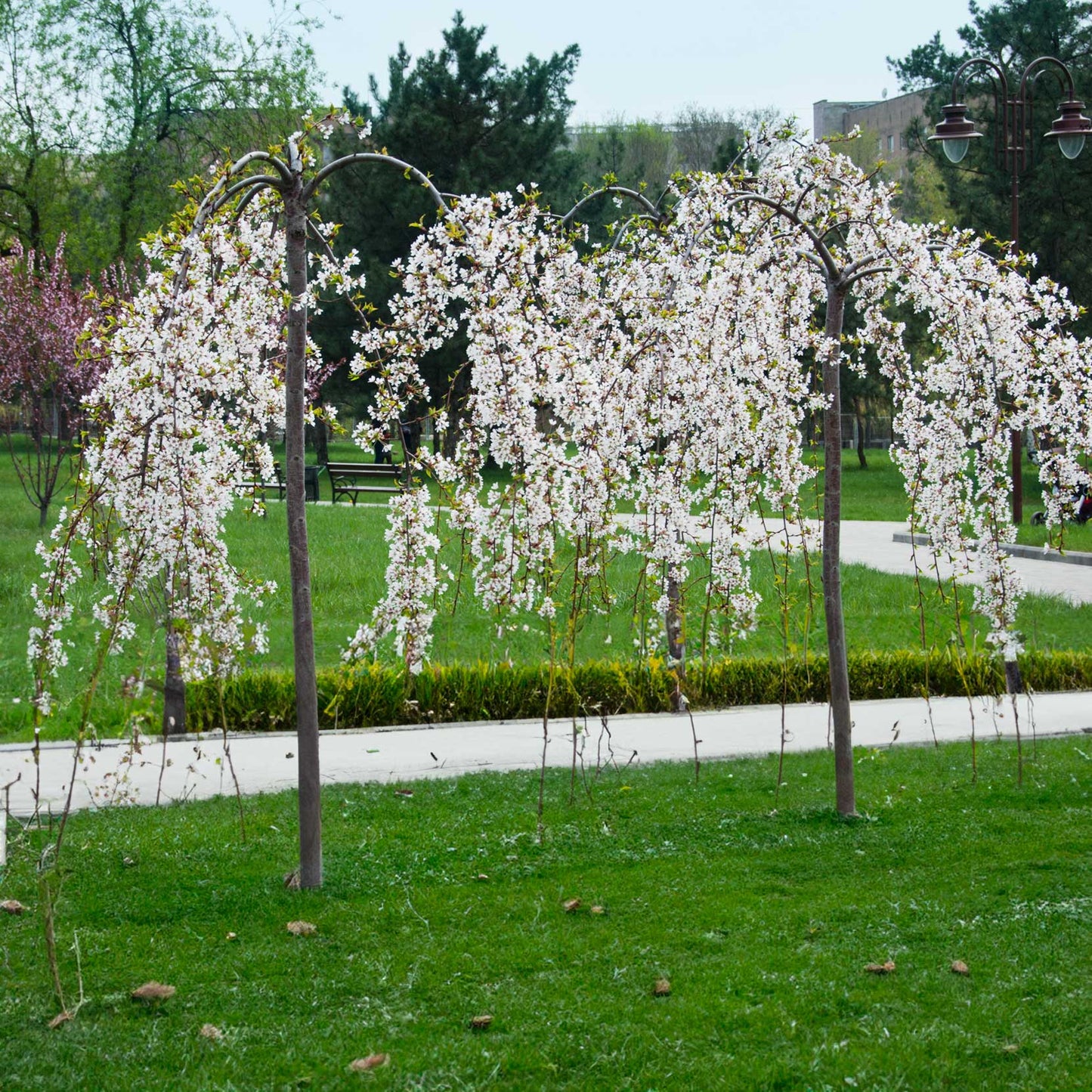 Weeping Yoshino Flowering Cherry - - Plant