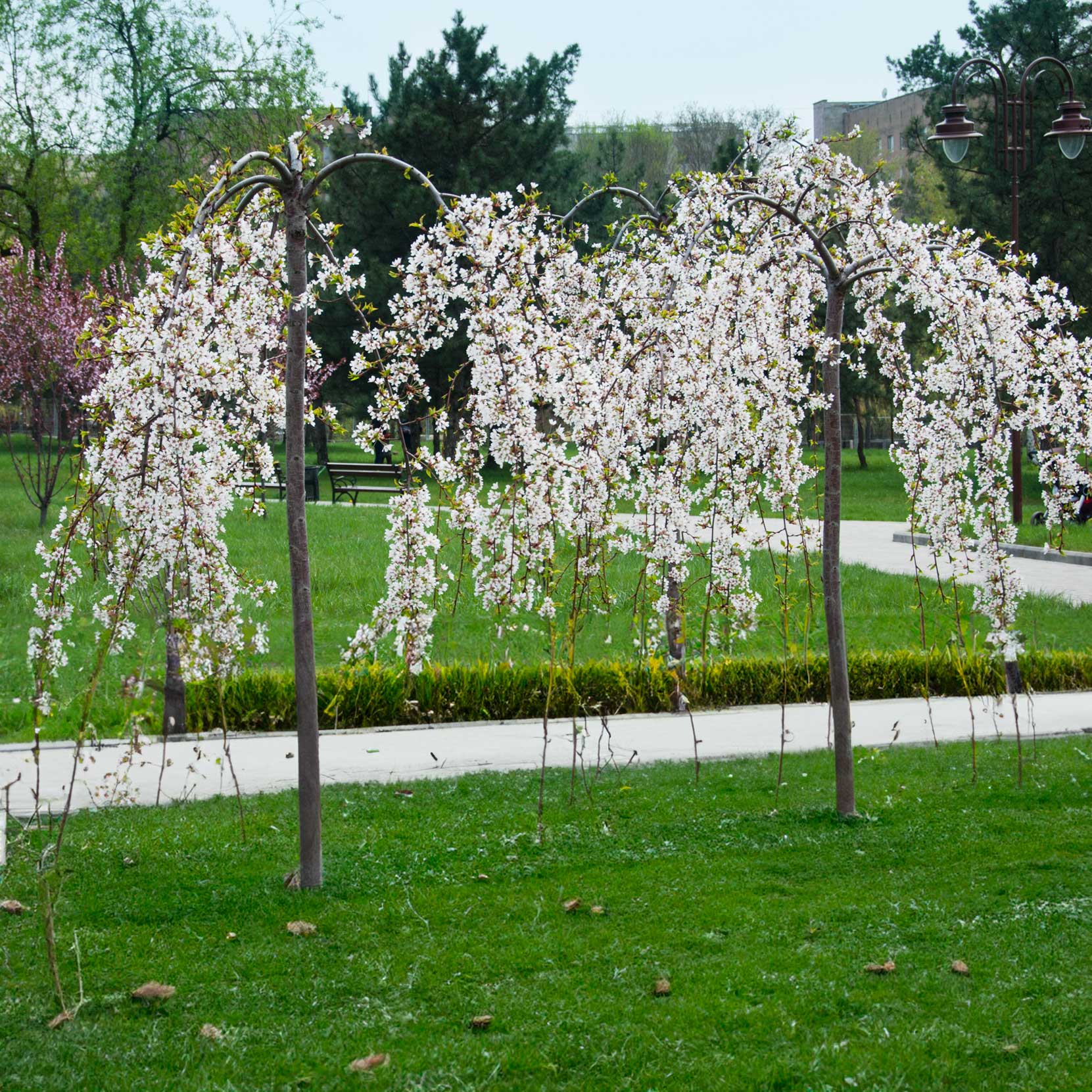Weeping Yoshino Flowering Cherry - - Plant