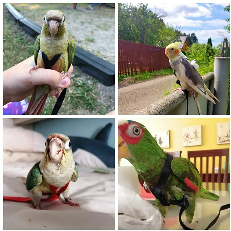 Anti-Bite Bird Harness Leash