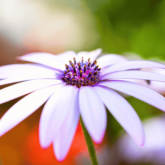 African White Daisy – 25 Seeds - - Seeds
