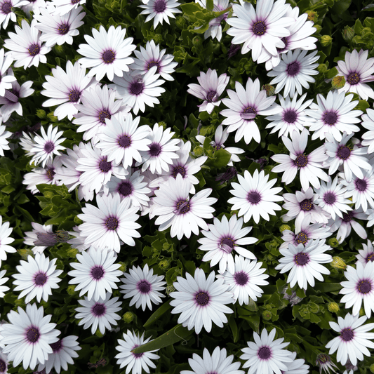 African White Daisy – 25 Seeds - - Seeds