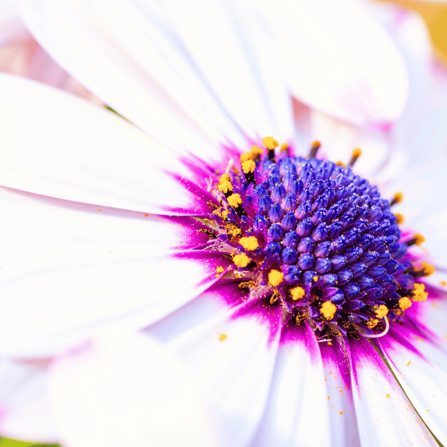African White Daisy – 25 Seeds - - Seeds