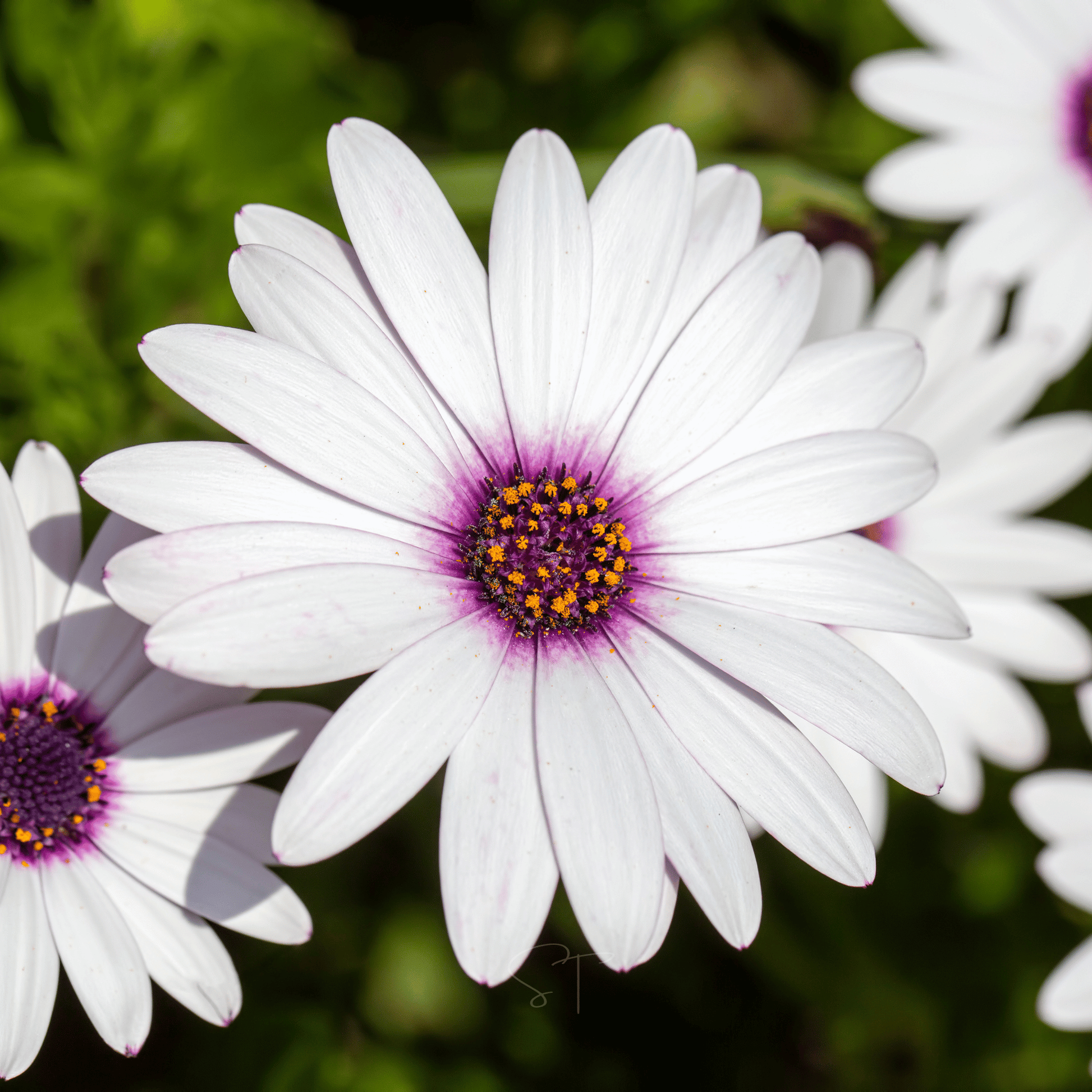 African White Daisy – 25 Seeds - - Seeds