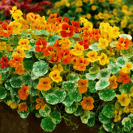 Alaska Mix Nasturtium – 25 Seeds - - Seeds