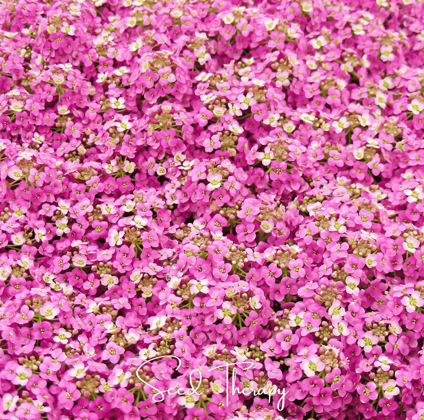 Pink Dwarf Sweet Alyssum – 250 Seeds - - Seeds