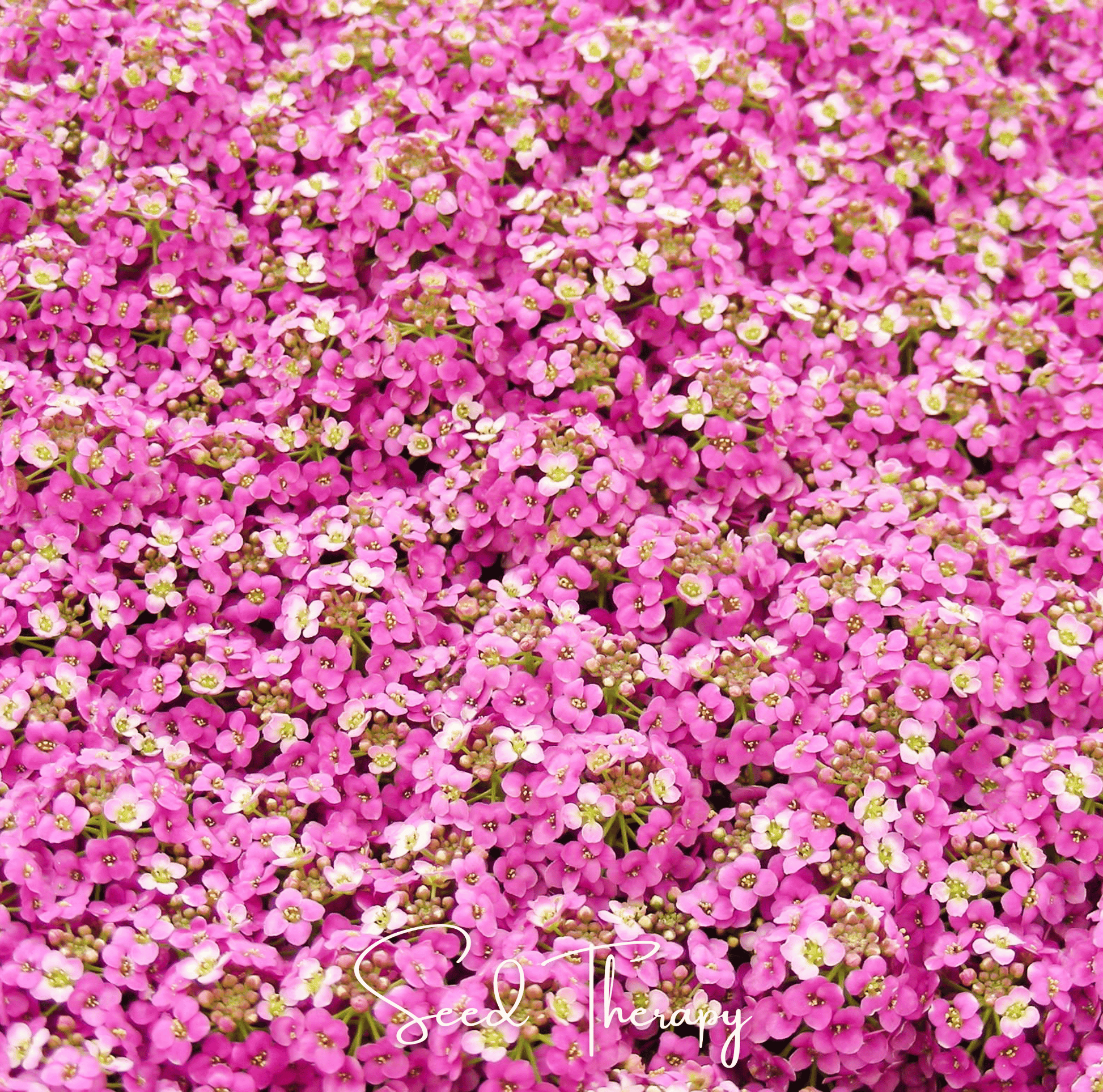 Pink Dwarf Sweet Alyssum – 250 Seeds - - Seeds