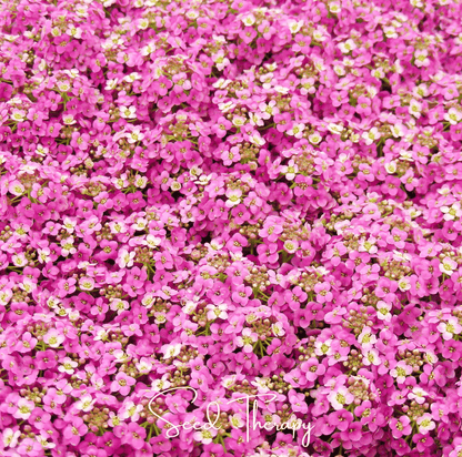 Pink Dwarf Sweet Alyssum – 250 Seeds - - Seeds