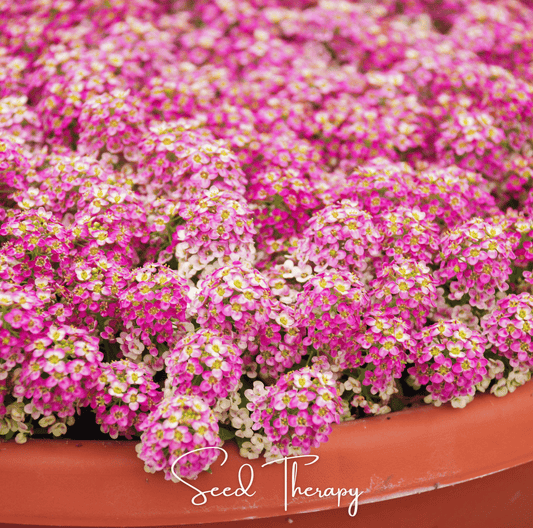 Pink Dwarf Sweet Alyssum – 250 Seeds - - Seeds