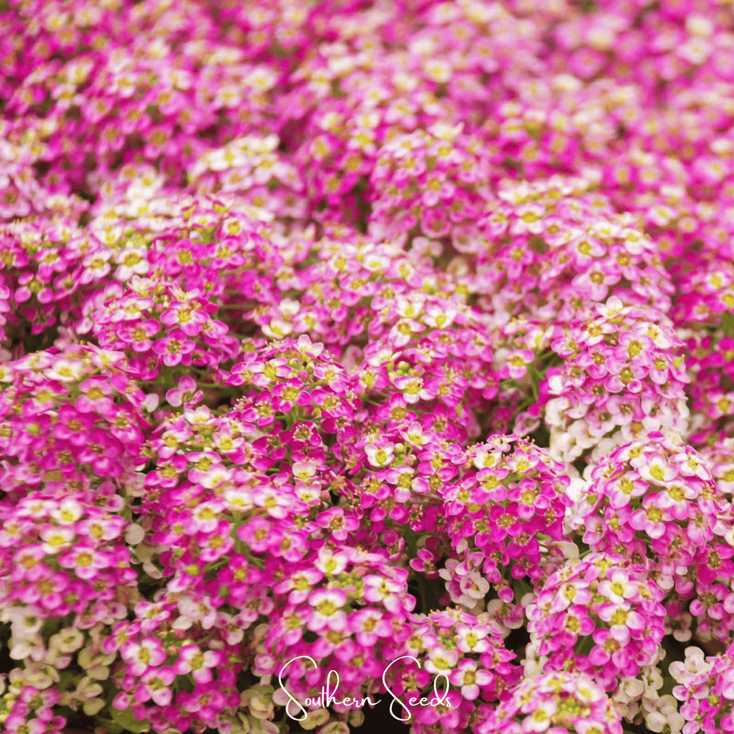 Pink Dwarf Sweet Alyssum – 250 Seeds - - Seeds