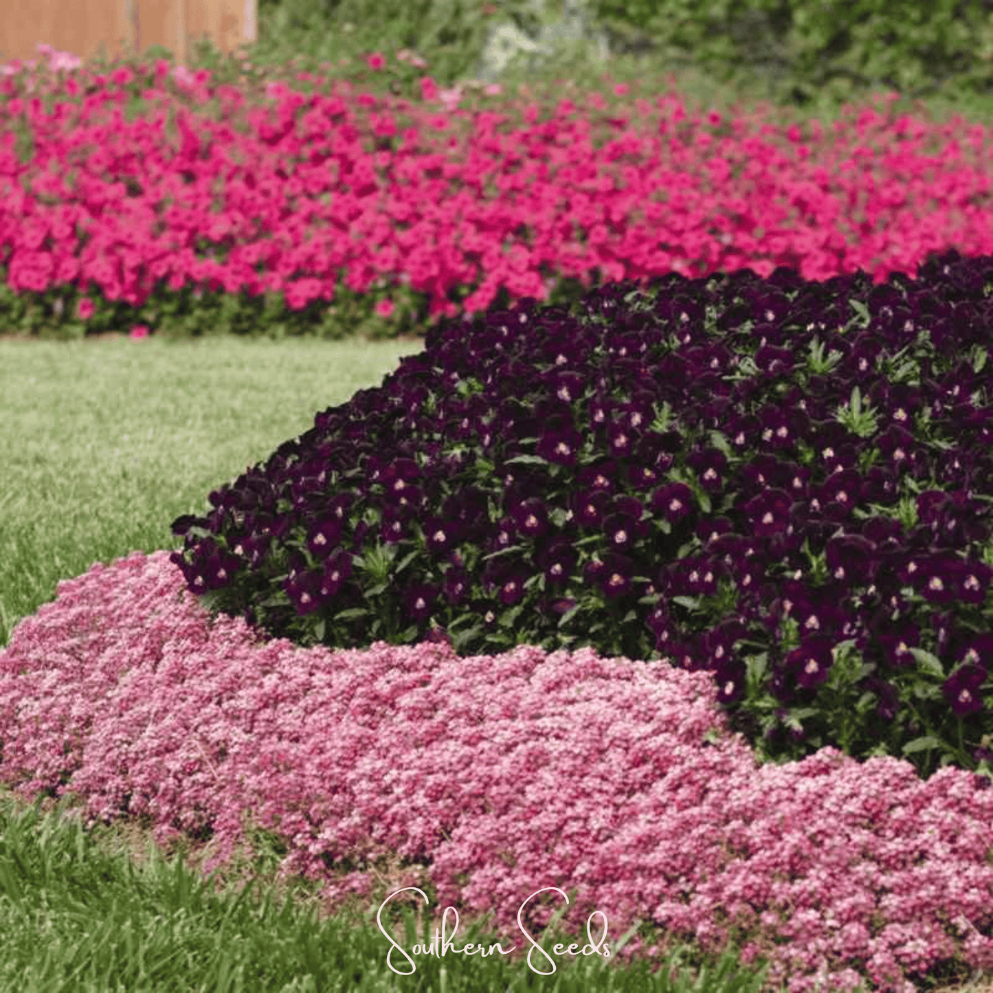 Pink Dwarf Sweet Alyssum – 250 Seeds - - Seeds