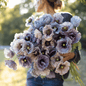 Amazing Grey Poppy – 25 Seeds - - Seeds