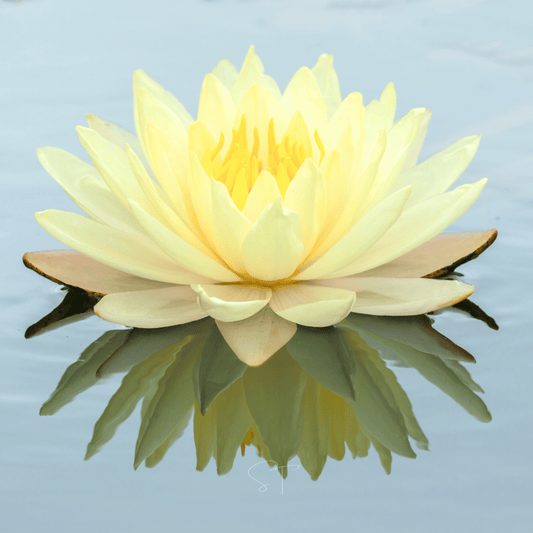 American Lotus – 5 Seeds - - Seeds