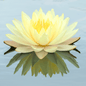 American Lotus – 5 Seeds - - Seeds