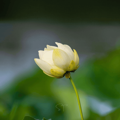 American Lotus – 5 Seeds - - Seeds