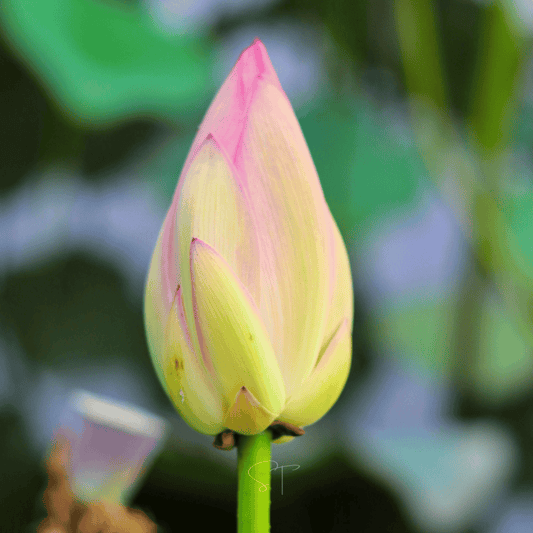 American Lotus – 5 Seeds - - Seeds