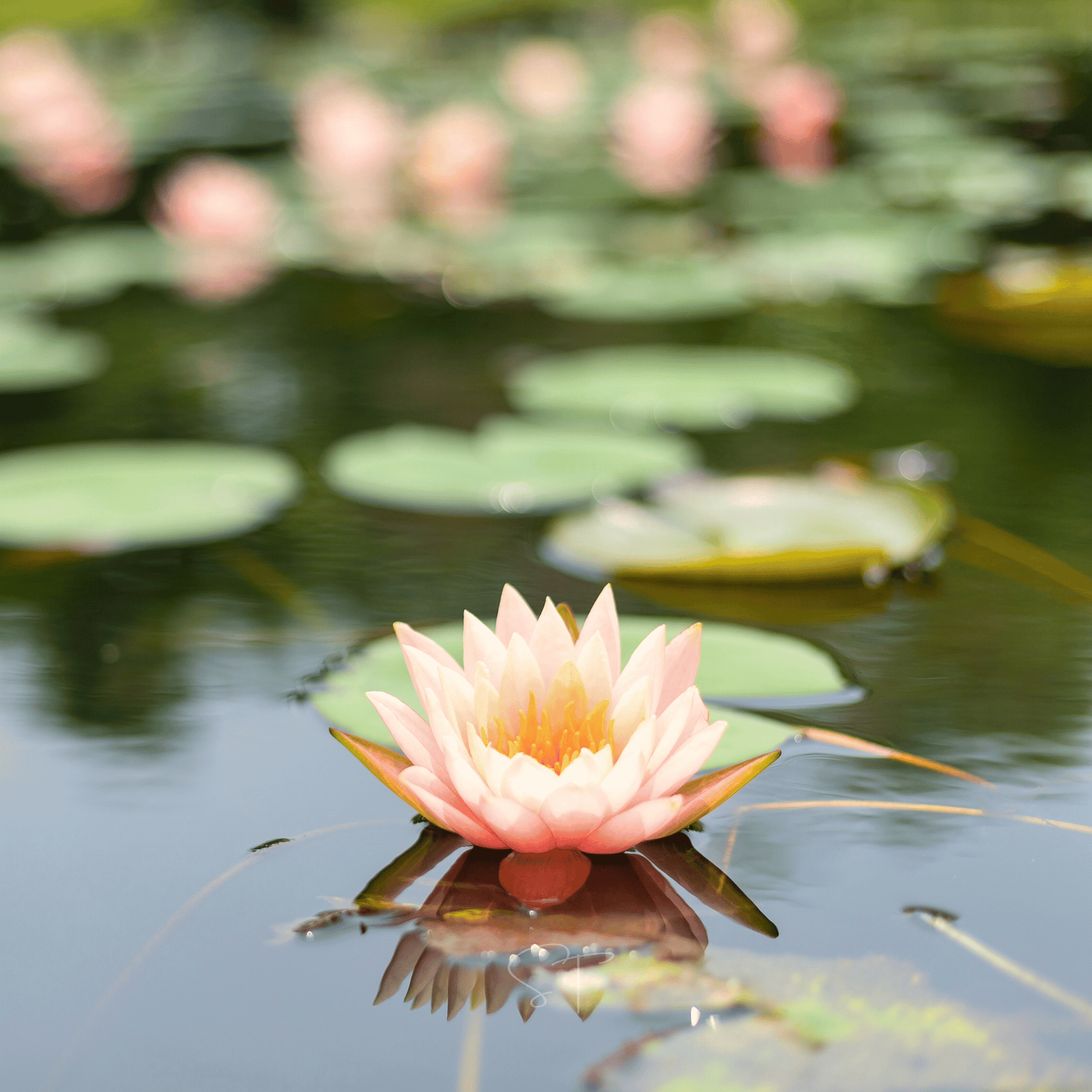 American Lotus – 5 Seeds - - Seeds