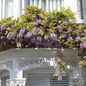 American Wisteria – 5 Seeds - - Seeds